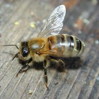 Пчелиный полет: насекомые атаковали Boeing 757
