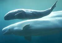 Перелетные киты прибыли в Сочи