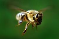 Самолет, готовящийся к взлету в аэропорту Питтсбурга, стал "домом" для пчел