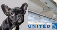 На борту самолета United Airlines по вине стюардессы погибла собака